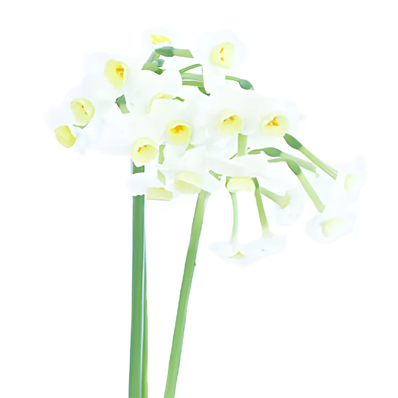 St. Avalanche Narcissus Daffofil Flowers