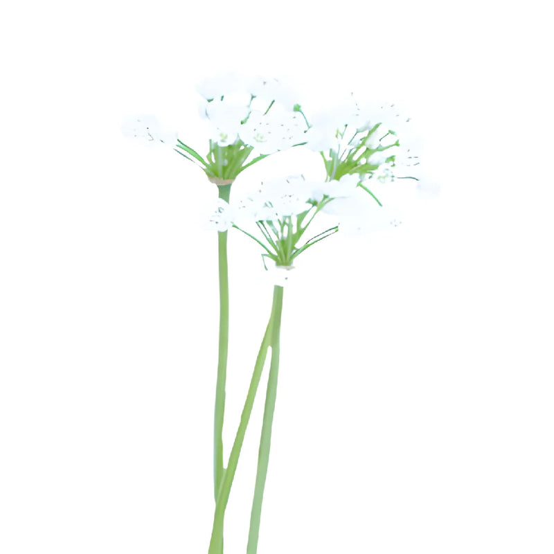 White Spray Allium Flowers