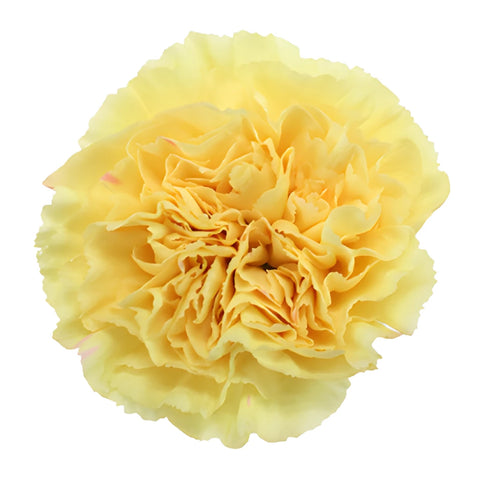 Natalia Dark Yellow Carnation Flower Bloom