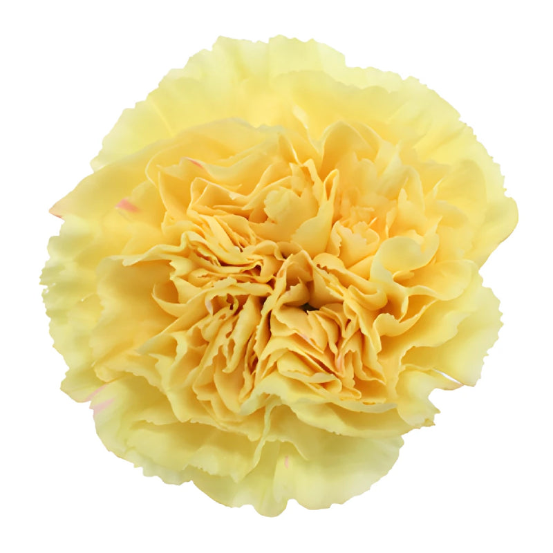 Natalia Dark Yellow Carnation Flower Bloom
