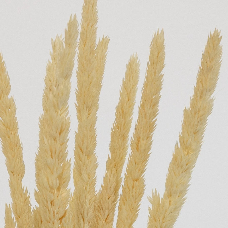 Natural Dried Typha Grass Close Up - Image
