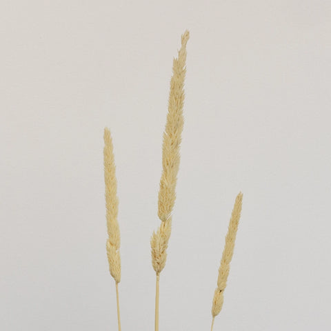Natural Dried Typha Grass Stem - Image