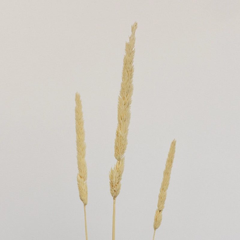 Natural Dried Typha Grass Stem - Image