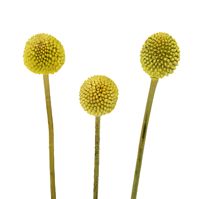 Beautifully Round Billy Balls Express Delivery