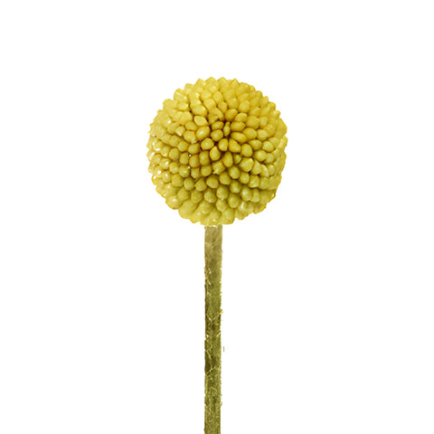 Beautifully Round Billy Balls Express Delivery