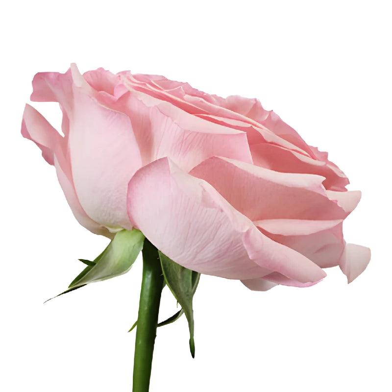 Naturally Pink Garden Rose Side Stem View