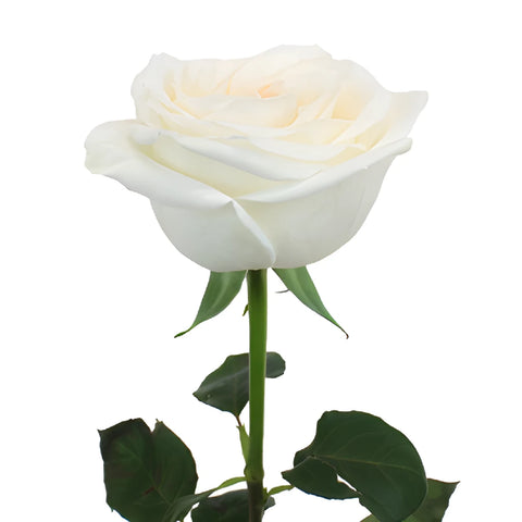 Naturally White Garden Rose Side Stem View