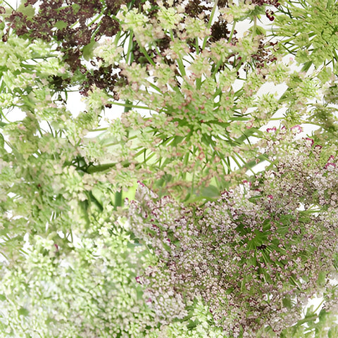 Burgundy and Cream Lace Filler Flower