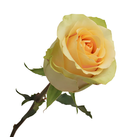Antique Peach Rose