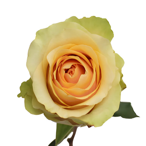 Antique Peach Rose