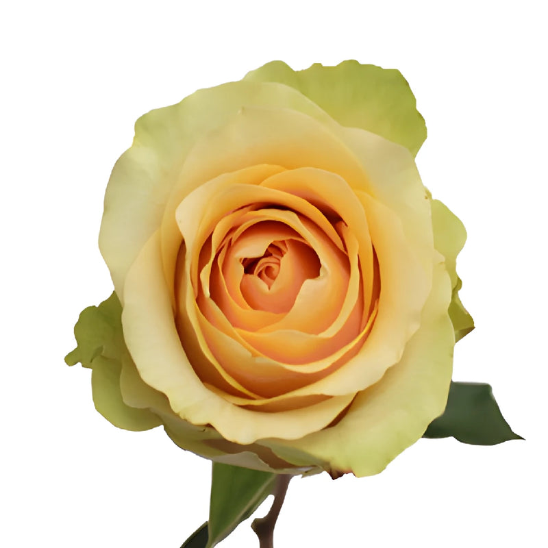 Antique Peach Rose