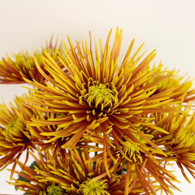 spider mum plant Buy Wholesale Neon Yellow Spider Mum Flowers in Bulk