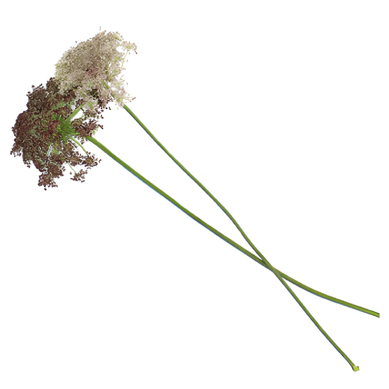 Burgundy and Cream Lace Filler Flower