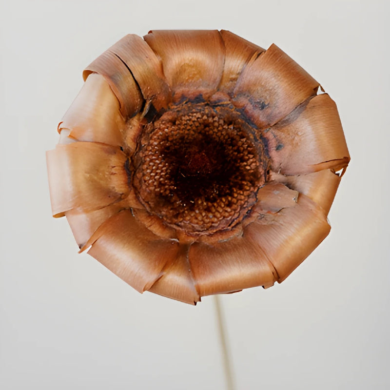 Mauve Dried Protea Crowns