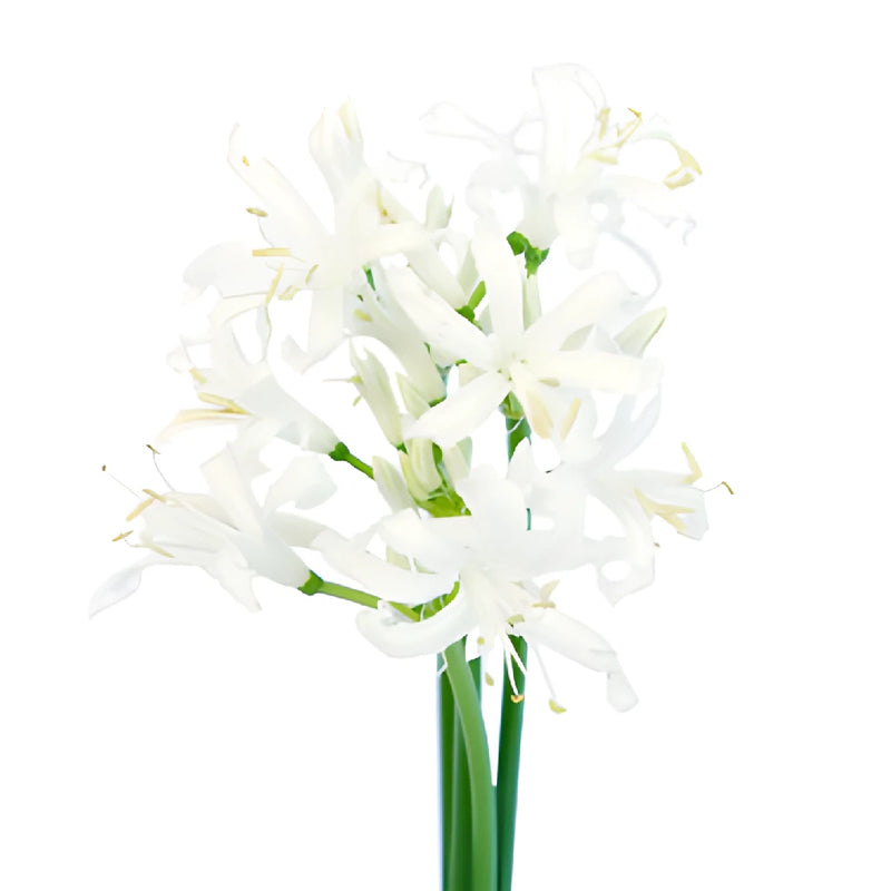 Snow White Nerine Flowers