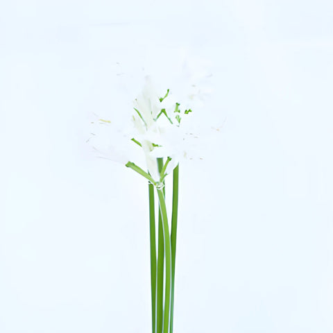 Snow White Nerine Flowers