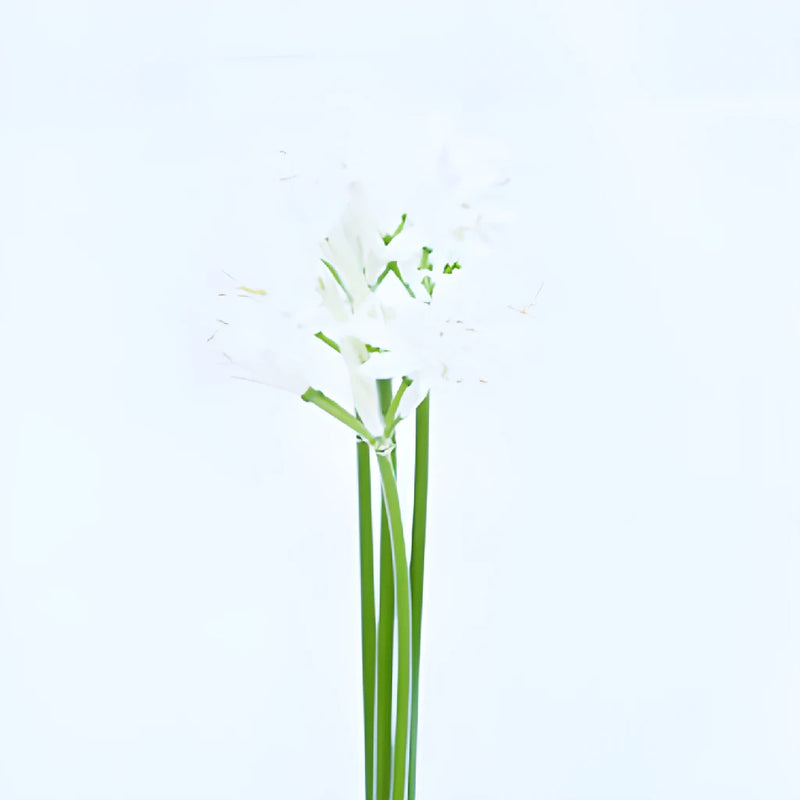 Snow White Nerine Flowers