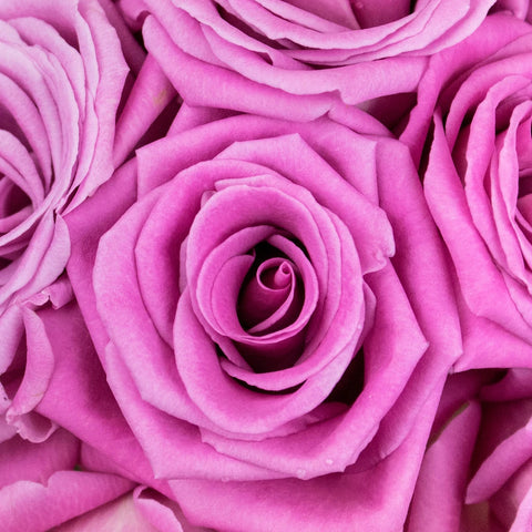 New Aqua Pink Rose Up Close