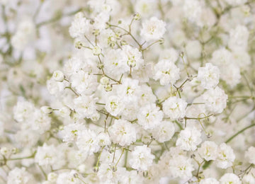 Baby's Breath White Wholesale Flower Up close
