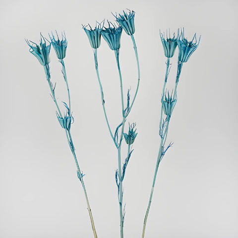 Blue Dried Nigella Pods