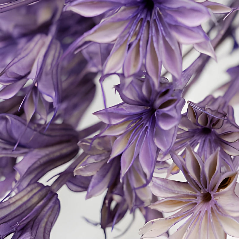 Violet Dried Nigella Pods