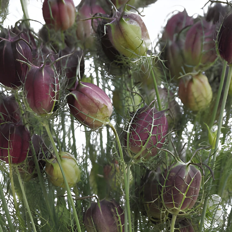 nigella flower seed pods Buy Wholesale Nigella Pods in Bulk