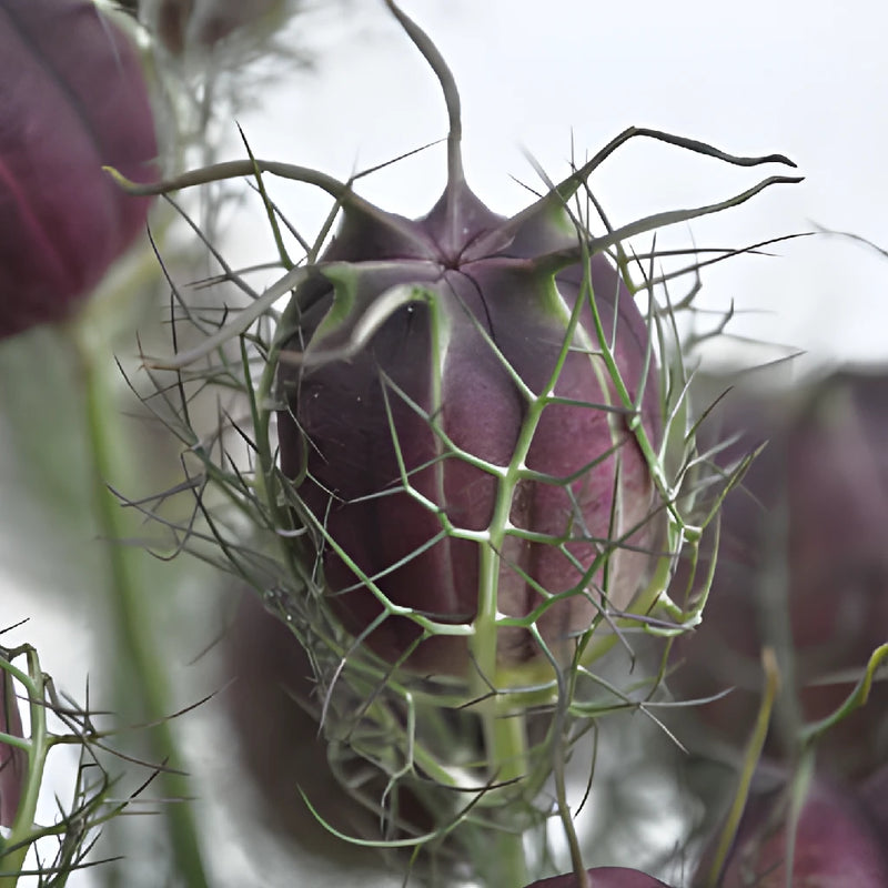 nigella plant seed pods Nigella Pods
