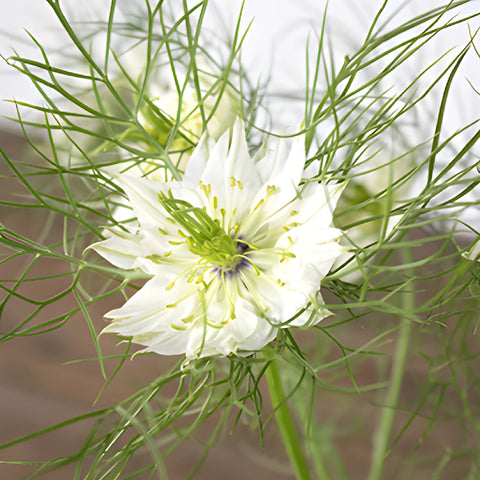 White Love in a Mist Nigella Flowers