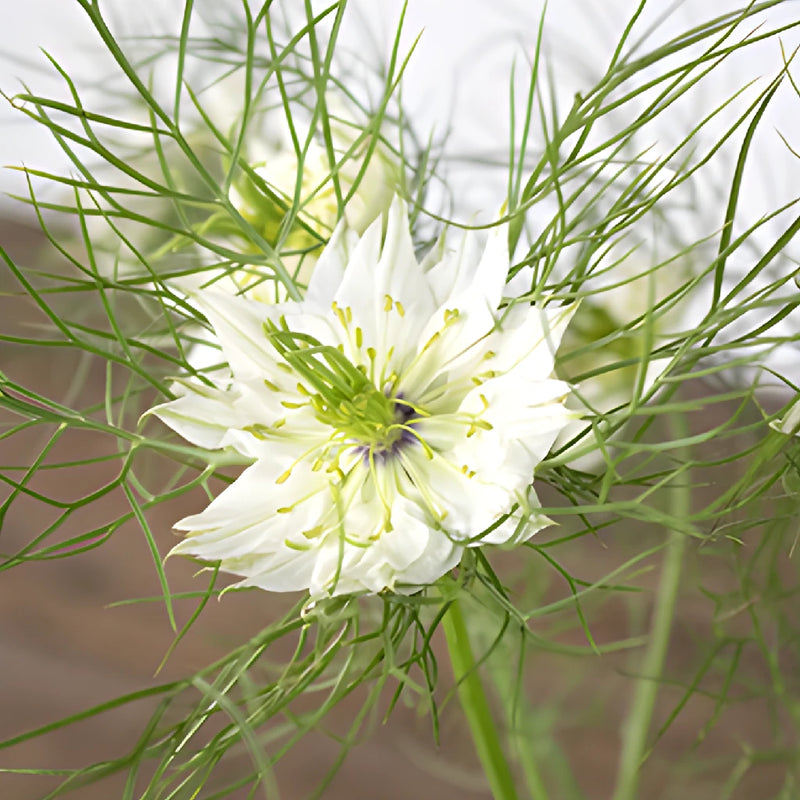 White Love in a Mist Nigella Flowers
