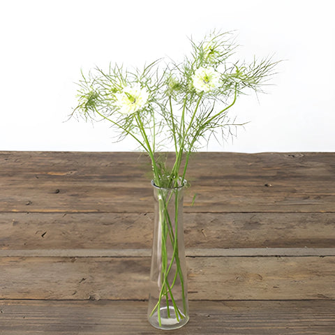 White Love in a Mist Nigella Flowers