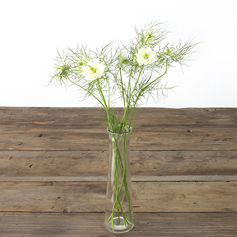 White Love in a Mist Nigella Flowers