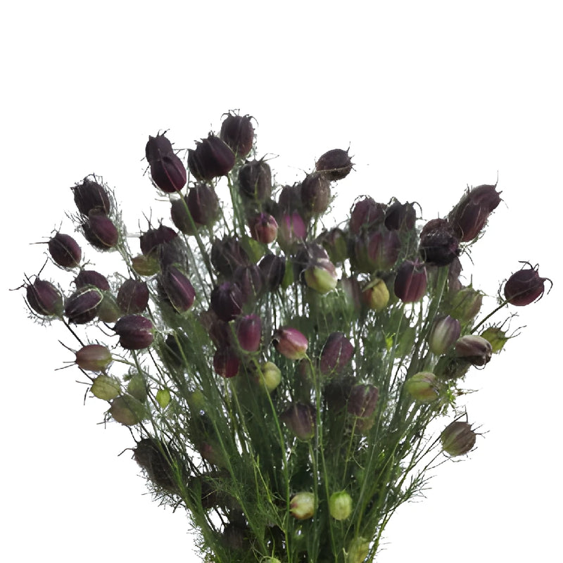 nigella flower seed pods Buy Wholesale Nigella Pods in Bulk