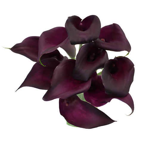 Dark Purple Mini Calla Lily Flower