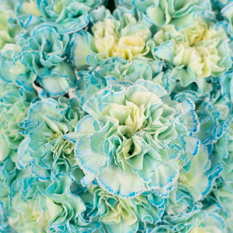 Nimbus Blue Cloud Carnation Flowers Close Up - Image