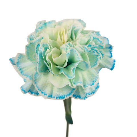 Nimbus Blue Cloud Carnation Flowers Stem - Image