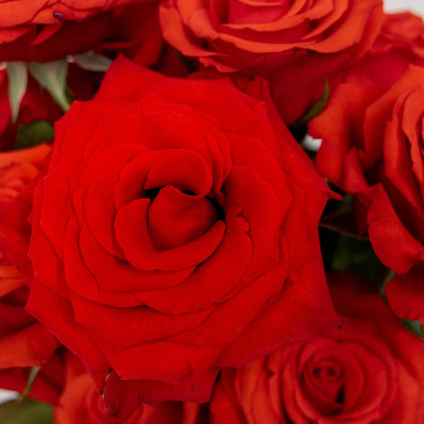 Ninas Love Red Rose Close Up - Image