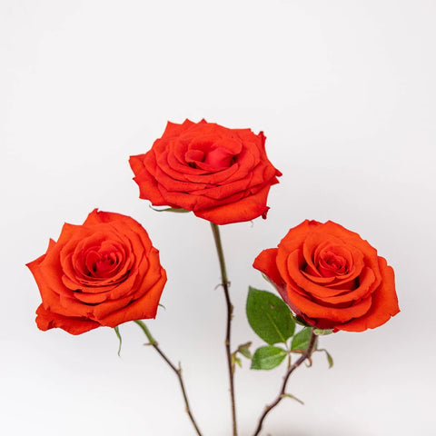 Ninas Love Red Rose Stem - Image