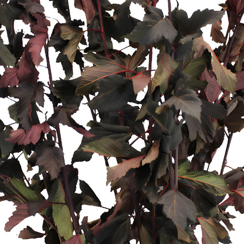 Wedding greenery wholesale fresh cut nine bark branches