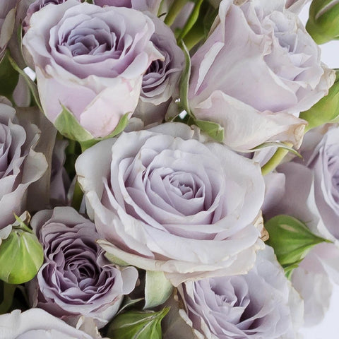 Nirvana Lavender Spray Roses Close Up - Image