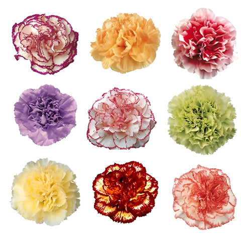 Novelty Farm Mix Wholesale Carnations Up close