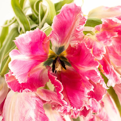 Novelty Tulip Dark Pink Flower Close Up - Image