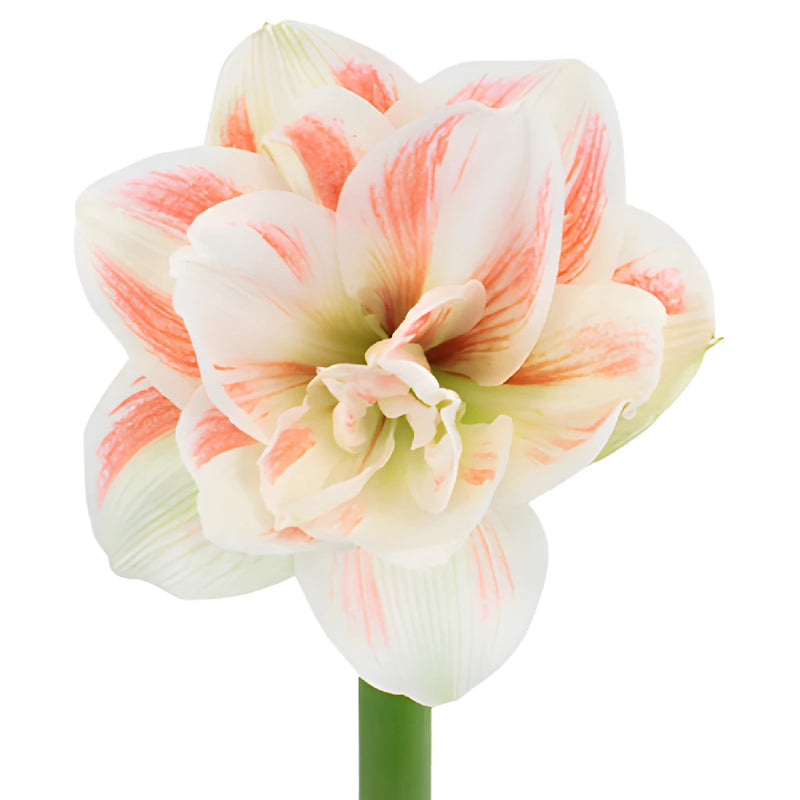 Fading Red Amaryllis Flowers