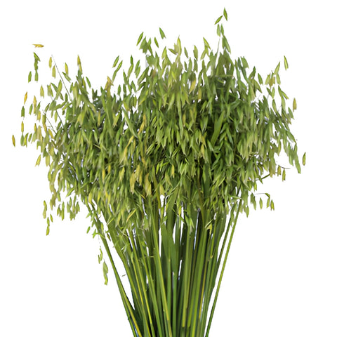 Wholesale Oat Greens