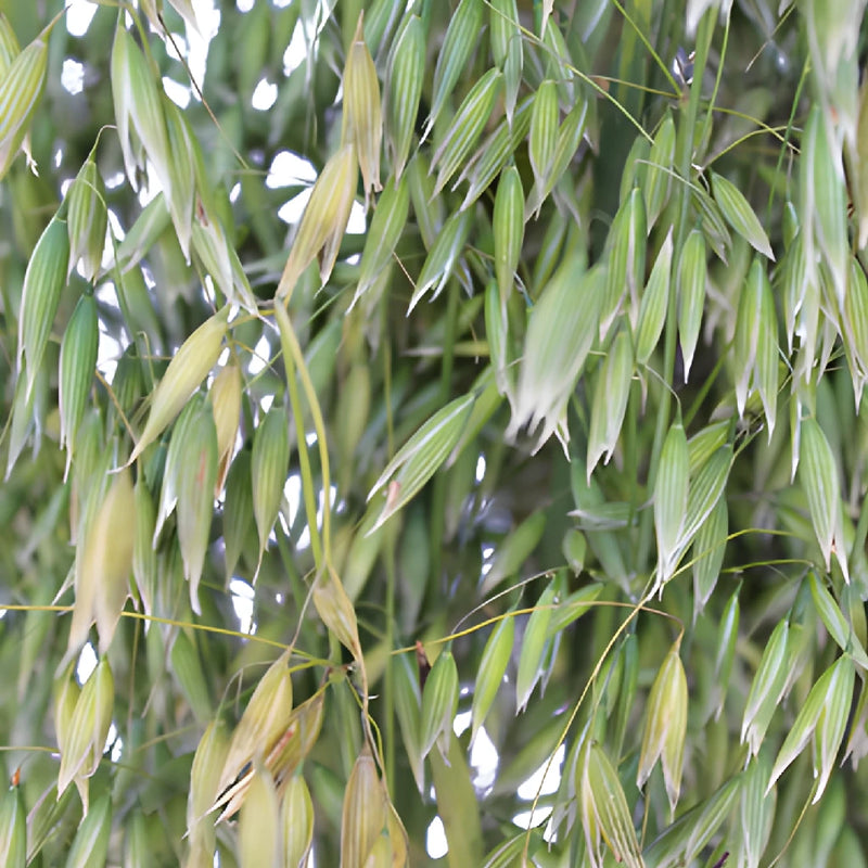 Wedding greenery wholesale oat greens filler flowers sold near me