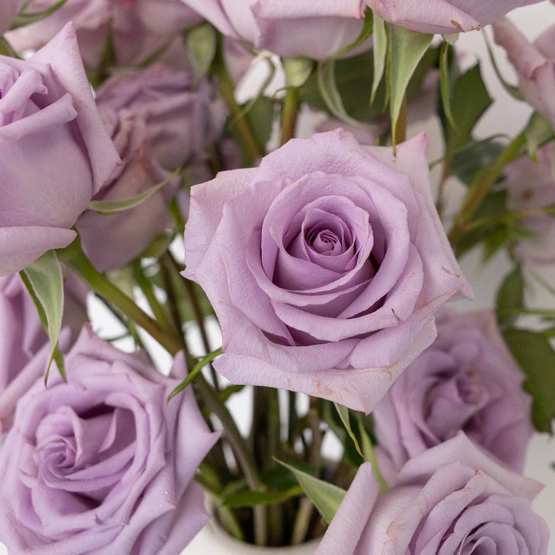 Ocean Song Lavender Rose Close Up - Image