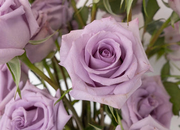 Ocean Song Lavender Rose Close Up - Image