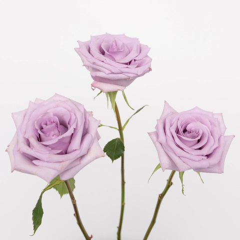 Ocean Song Lavender Rose Stem - Image