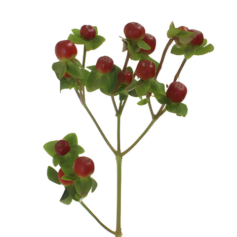 Antique Burgundy Designer Hypericum Berries