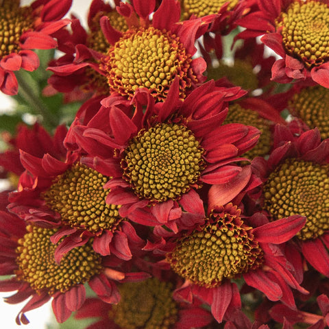 Old Maroon Giant Eye Daisy Close Up - Image