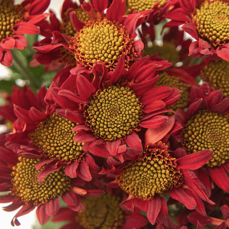 Old Maroon Giant Eye Daisy Close Up - Image